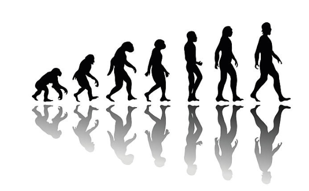 stages of evolution from the monkey to the man